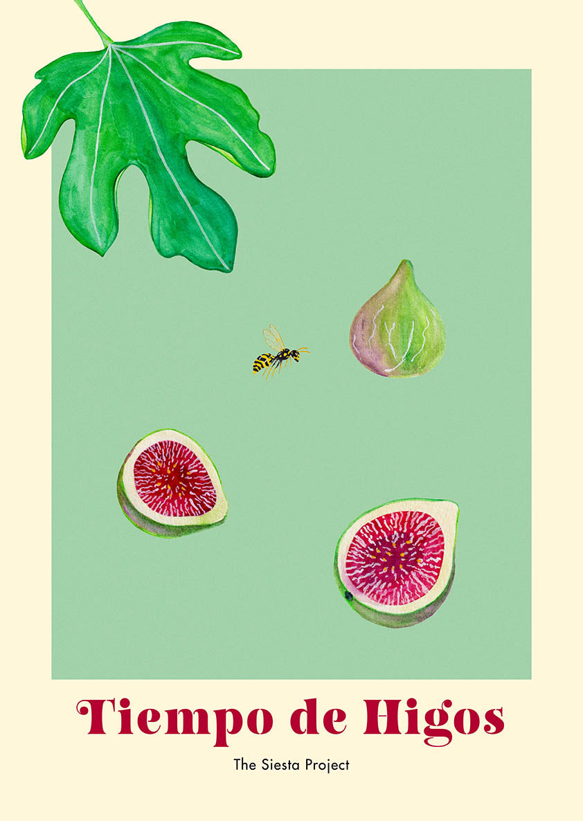 An Art print with a painting of figs, a wasp, a leaf and text saying Tiempo de Higos on a green background