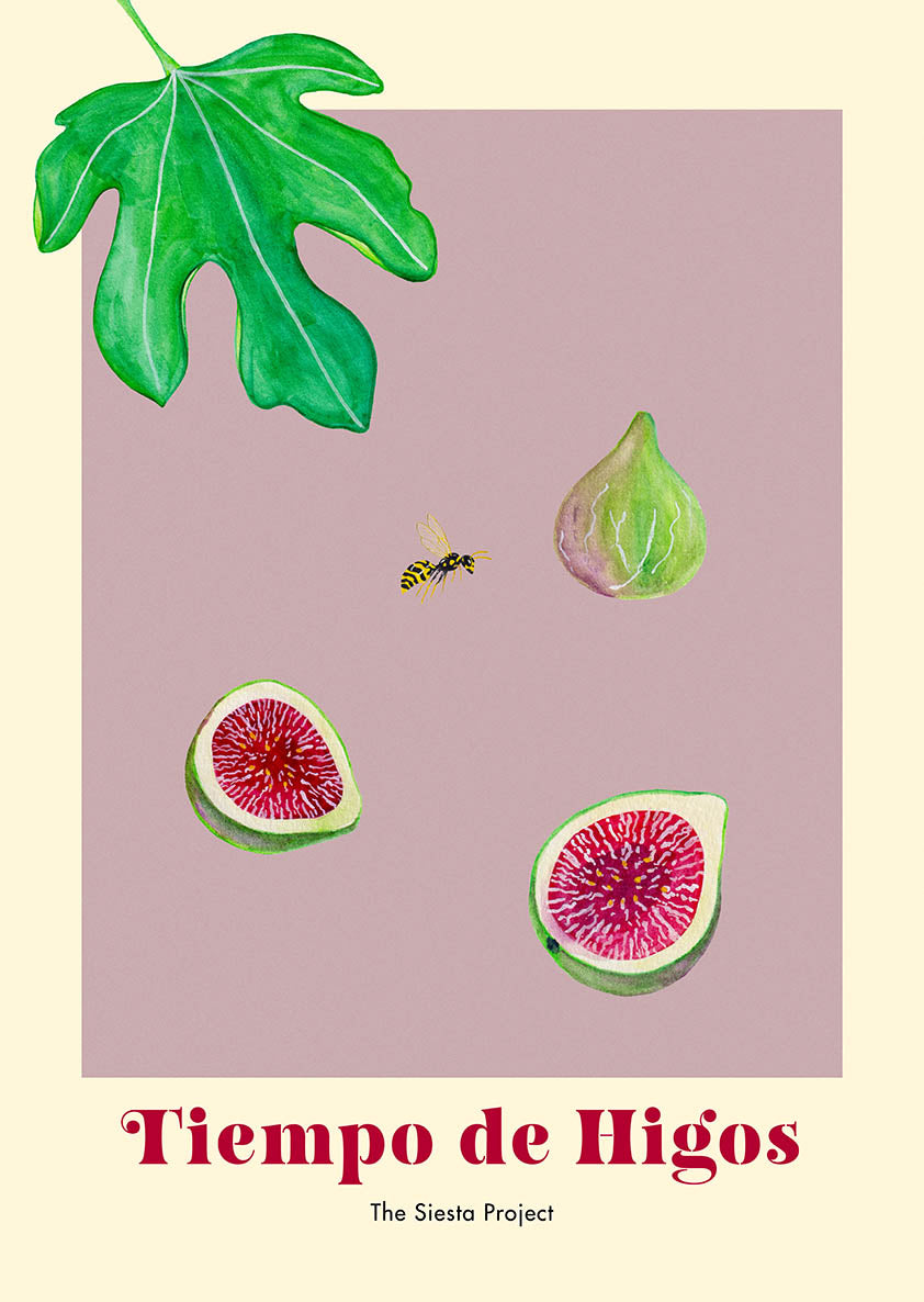 Illustration of figs, a wasp and a leaf with 'Tiempo de Higos' text on a purple background